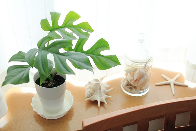 cây xanh giúp thanh lọc không khí trong nhà